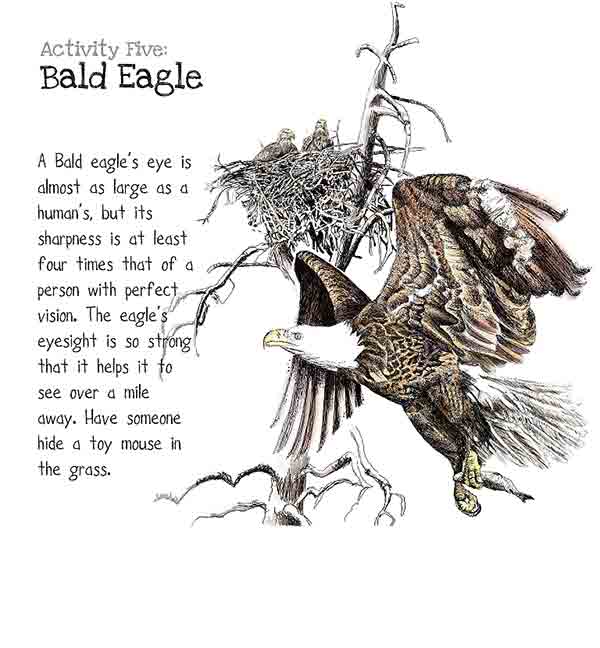 bald eagle