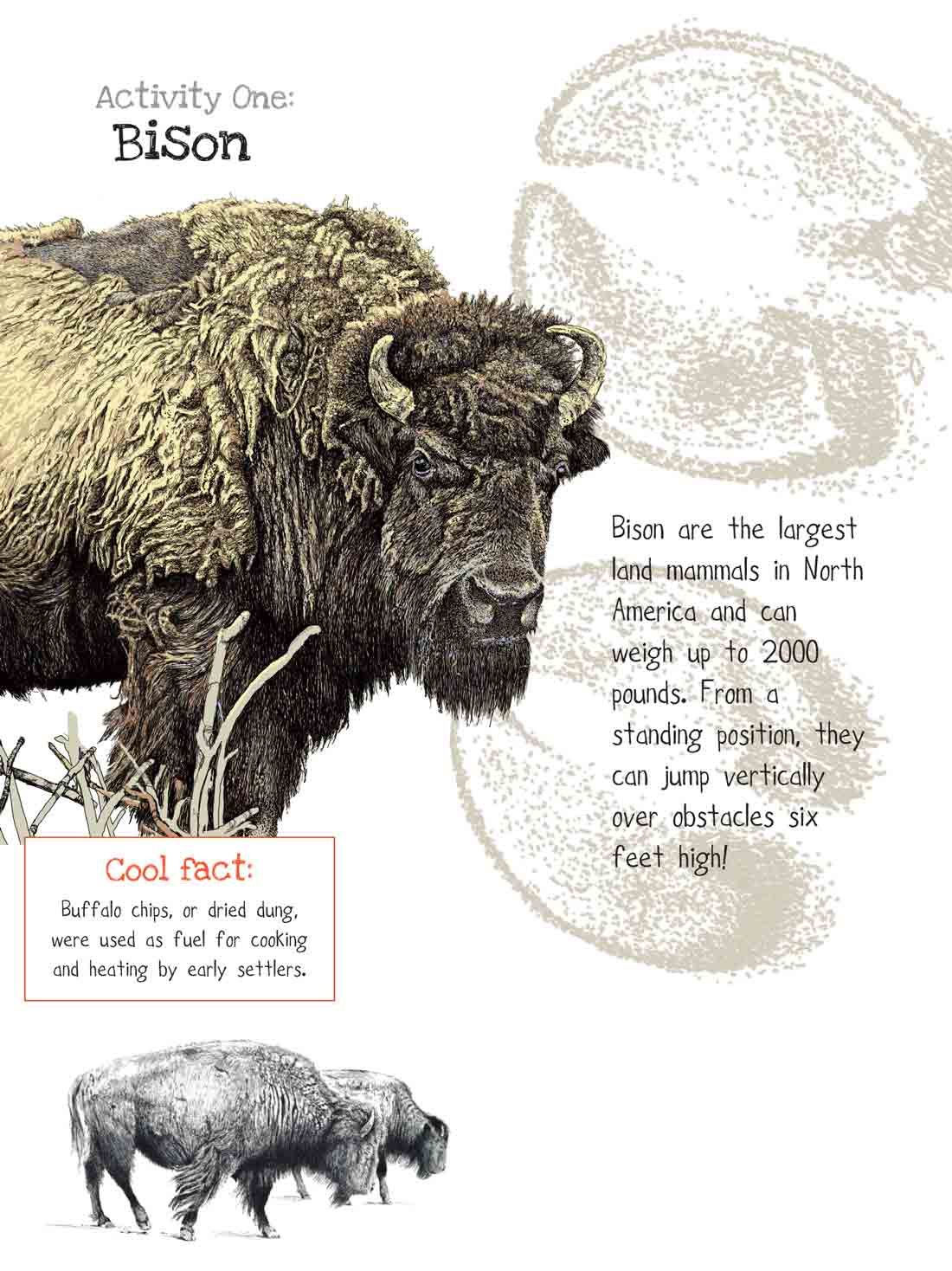 bison