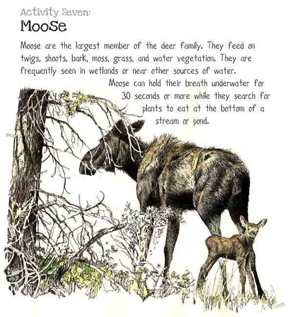 moose