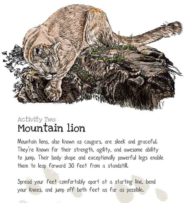 mountain lion