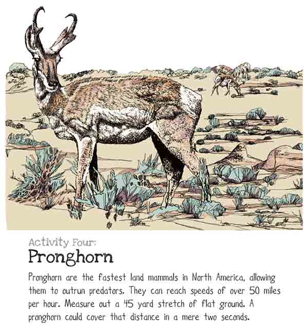 pronghorn