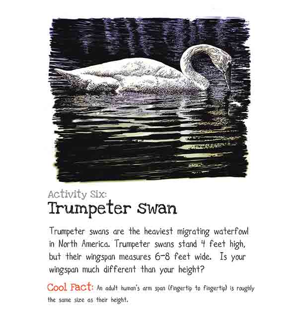 Trumpeter swan