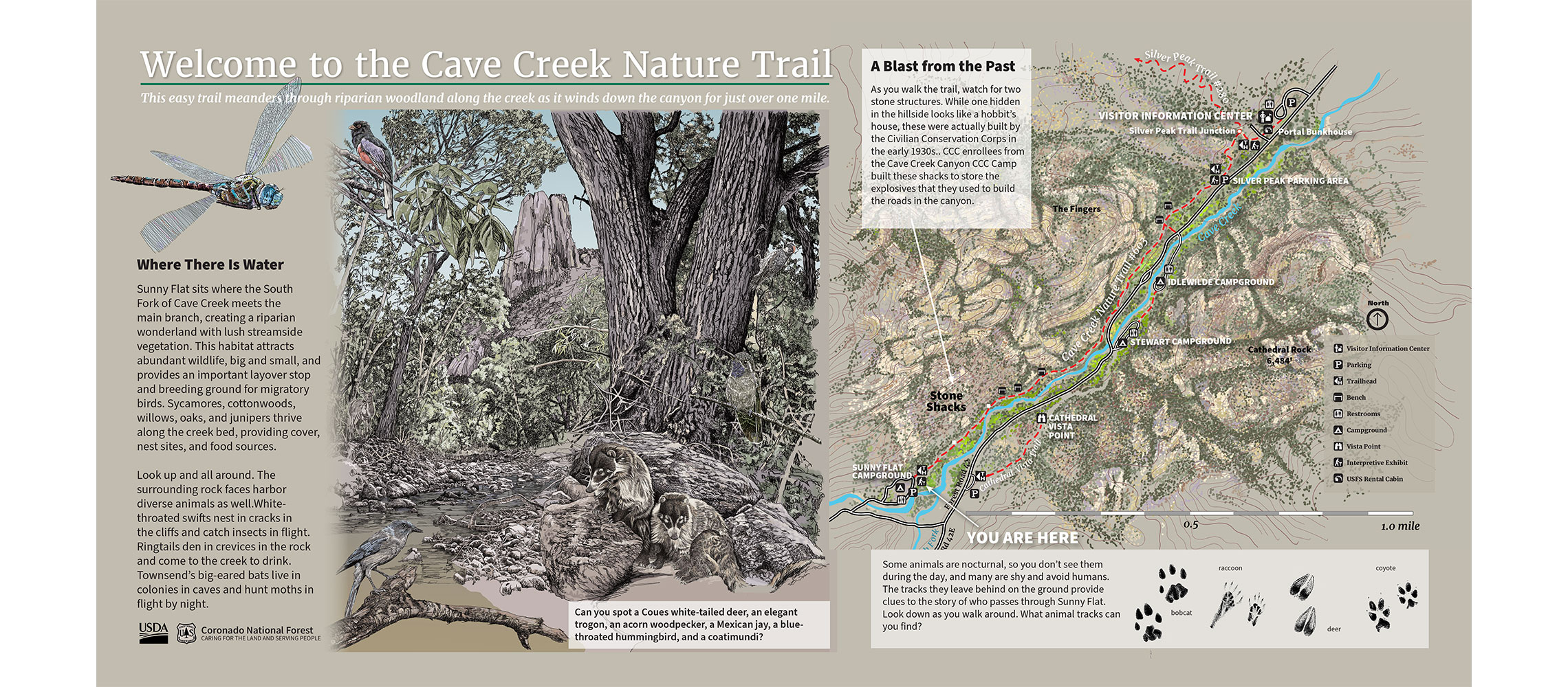 Cave Creek Canyon, Coronado National Forest