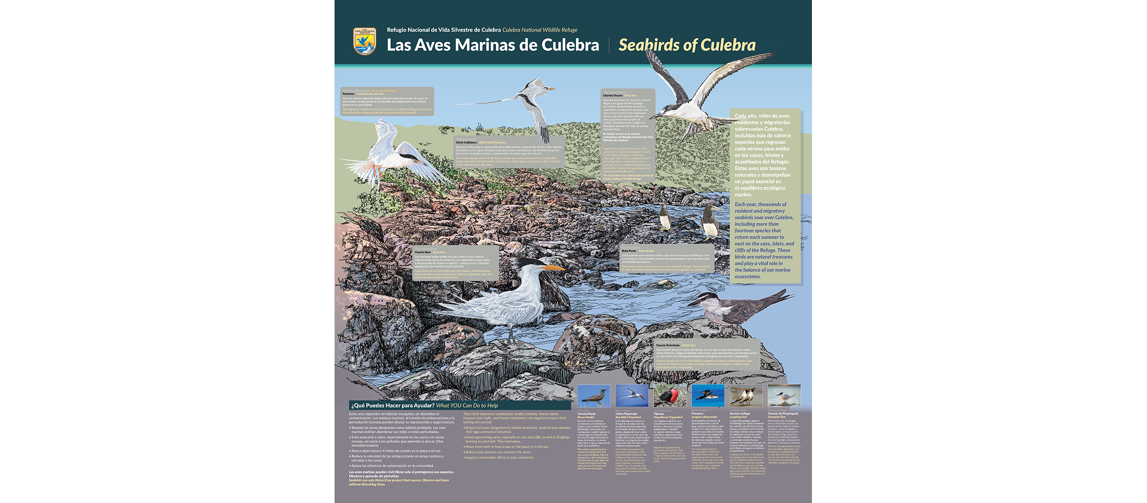 Culebra_birds
