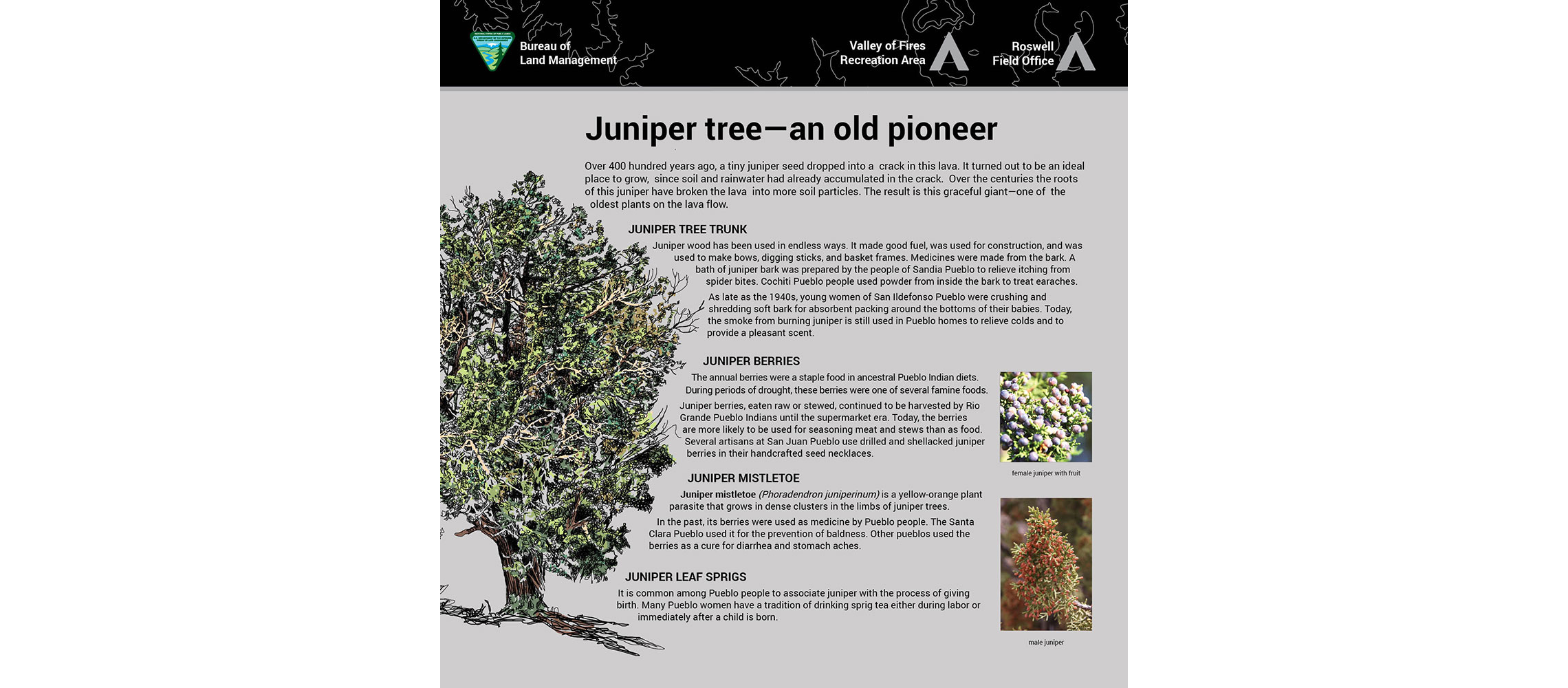 VofF-JuniperTrees