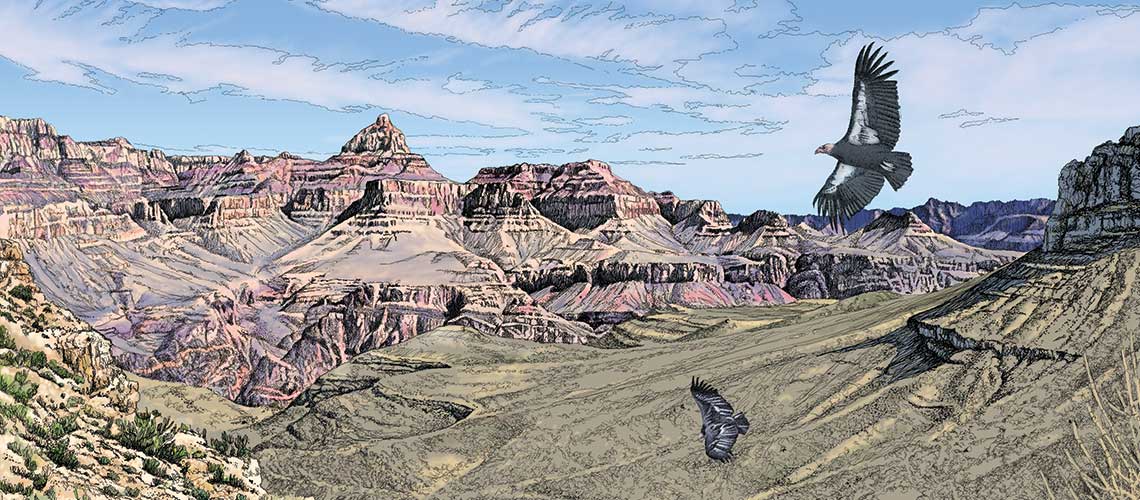 Grand Canyon Condor book