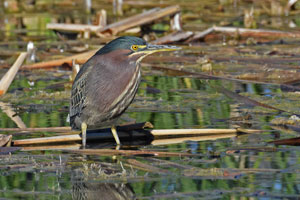 green heron