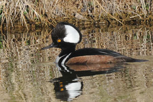 hooded merganser