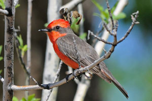 vermillion-flycatcher