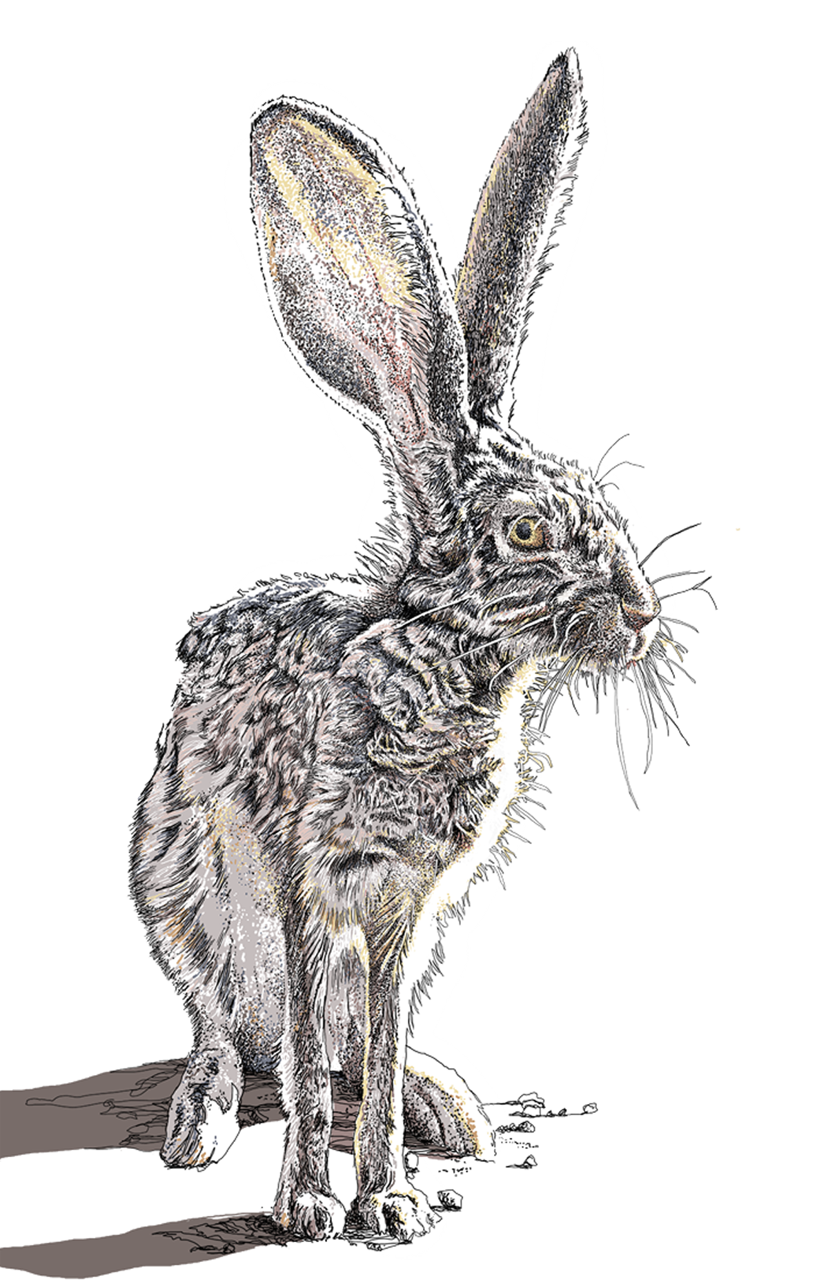 Black-tailed jackrabbit illustration by Larry Ormsby